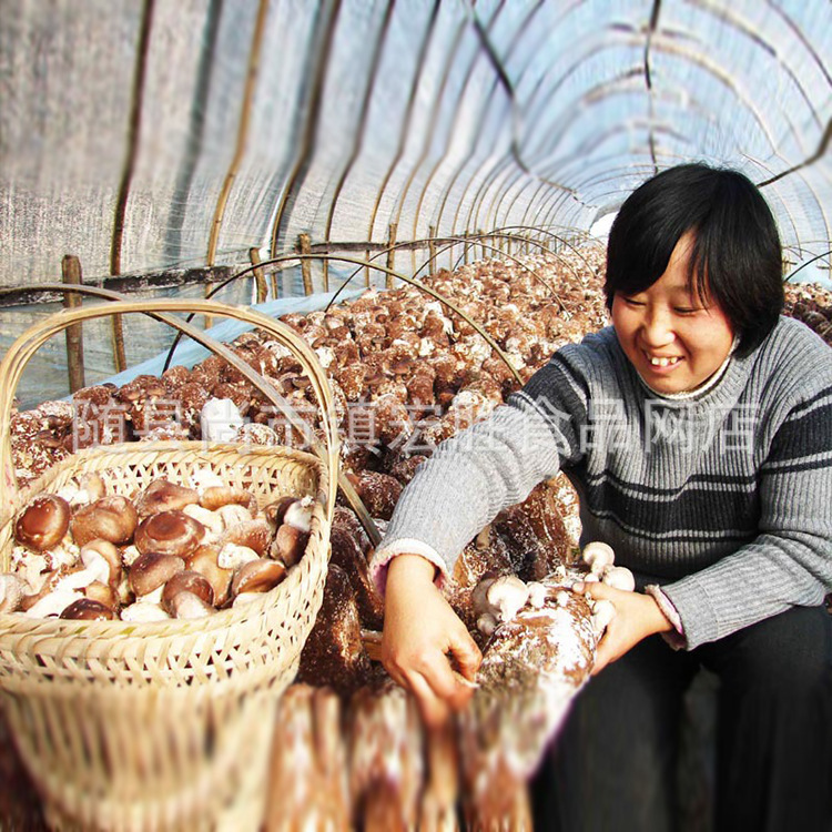 特價供應小香菇500g 散裝小香菇 短腳香菇散裝批發現貨