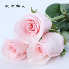 [Pink Lady] Côn Minh có nguồn gốc trực tiếp hồng phụ nữ tăng hoa cưới hoa hoa nhà trang trí bằng hoa tươi cắt Hoa và hoa