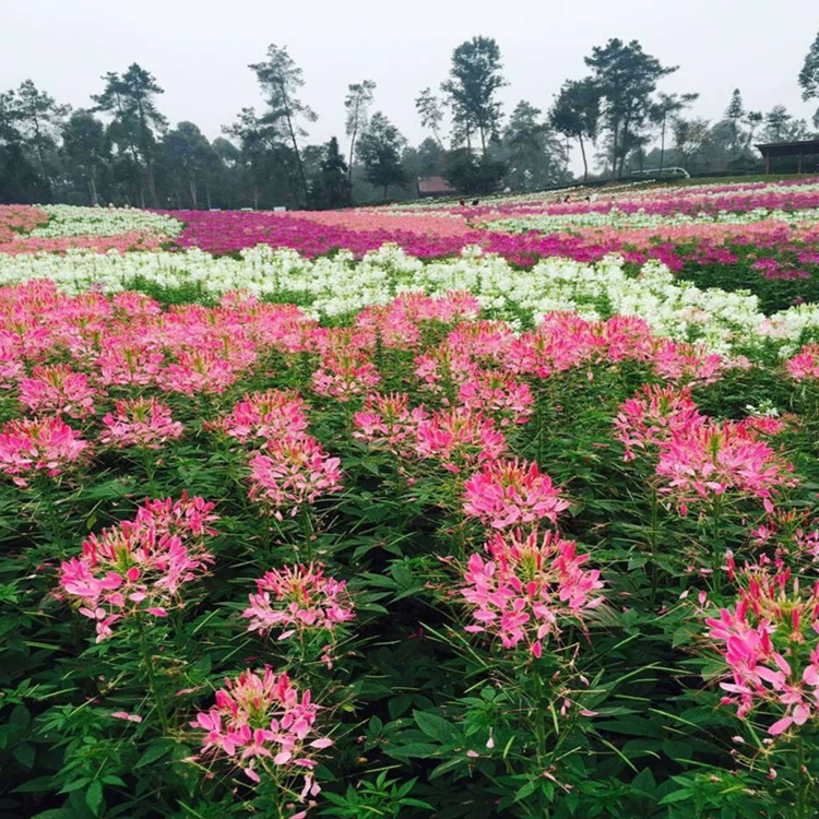 Пьяный цветок бабочка семян смешанный цвет фиолетовый розовый высокий стебель цветок морской цветок семян цветок четыре сезона легко жить двор источник меда