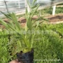 公园品种绿化宿根金鸡菊