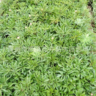 顺昌花卉供应 芍药 绿化 观赏花草 量大从优 批发销售