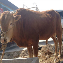四川雅安小牛刚断奶的育肥活牛价格,育肥牛苗2斤小公牛哪里有卖