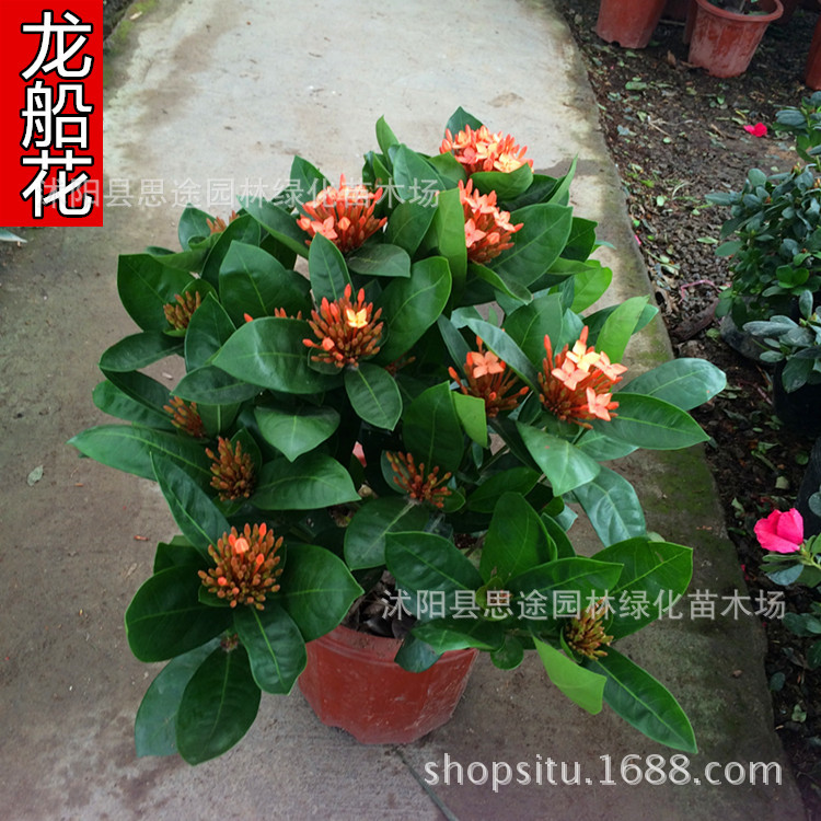 Ixora Botany Potted plant Hydrangea Flower seedlings Elixir of life Crape myrtle Evergreen Bloom Green plant For many years