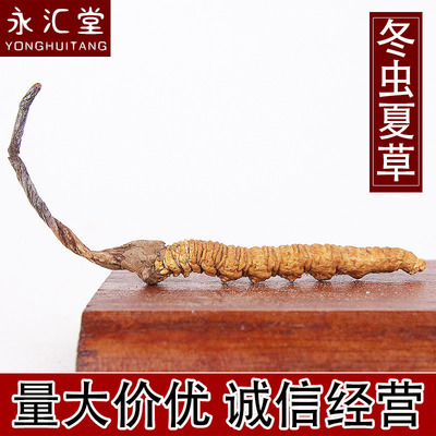 中药材批发冬虫夏草  正宗西藏那曲冬虫夏草批发零售 量大从优|ms