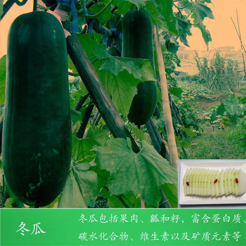 冬瓜3.jpg