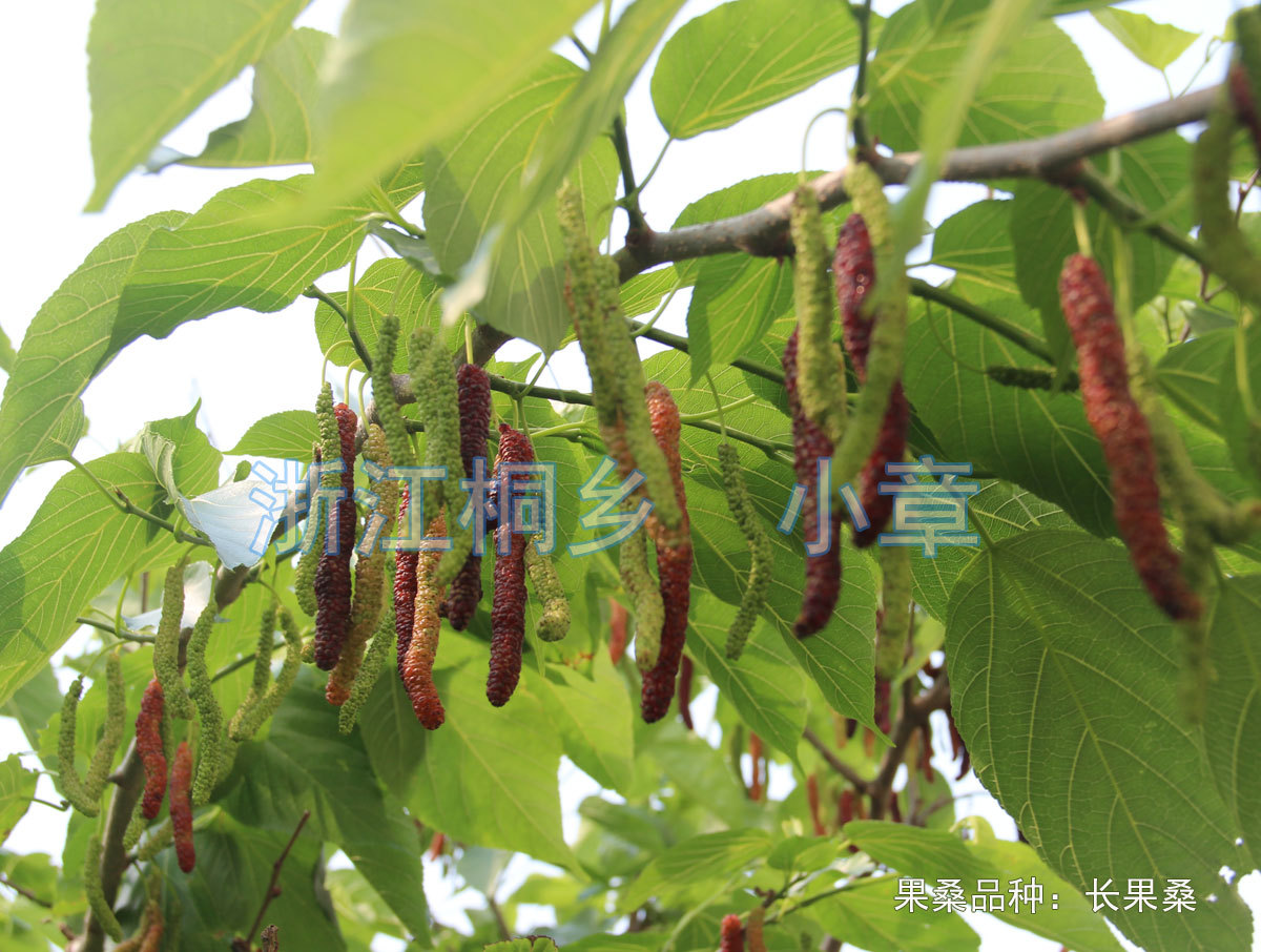 长果桑12