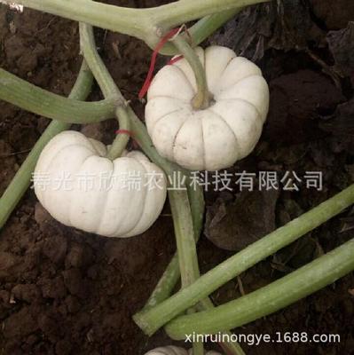 wholesale gules Mini Pumpkin Seeds gift Babe Pumpkin Seeds Base Features vegetables