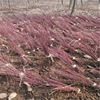 Sale of Japanese red maple seedlings, red maple, small seedlings, complete large -scale discounts