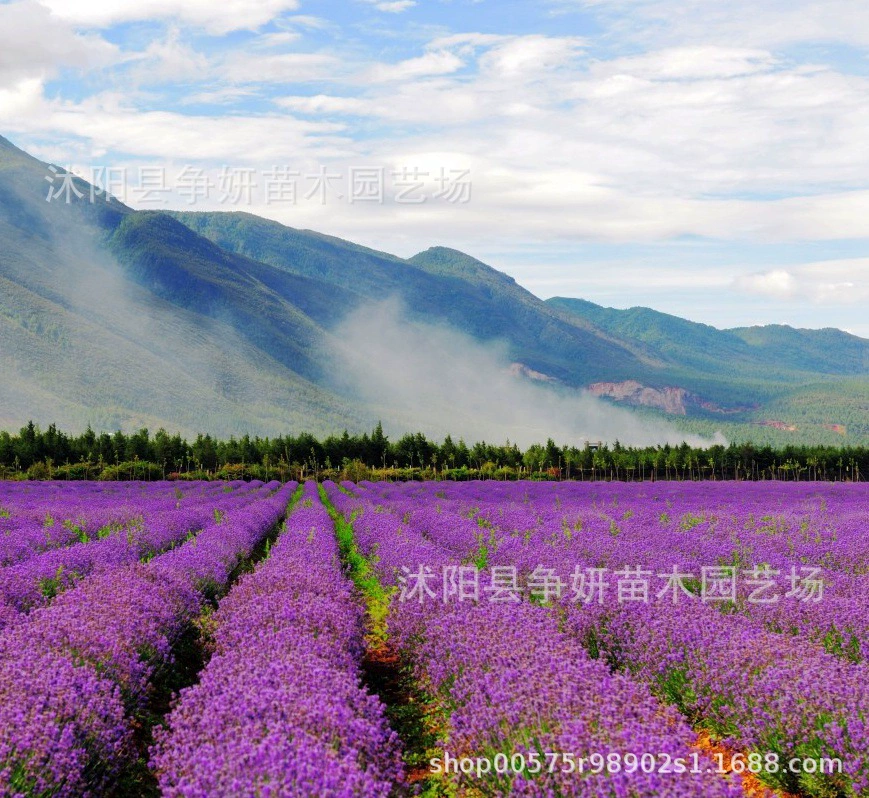 Семена лаванды оптом Прованс семена ванильной лаванды Four Seasons посев семян балконных садовых цветов