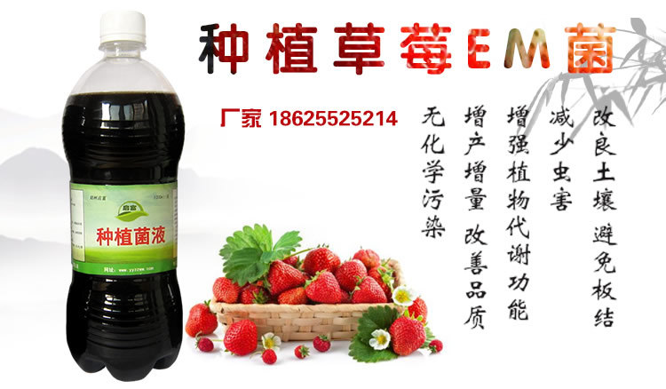 种植草莓EM菌