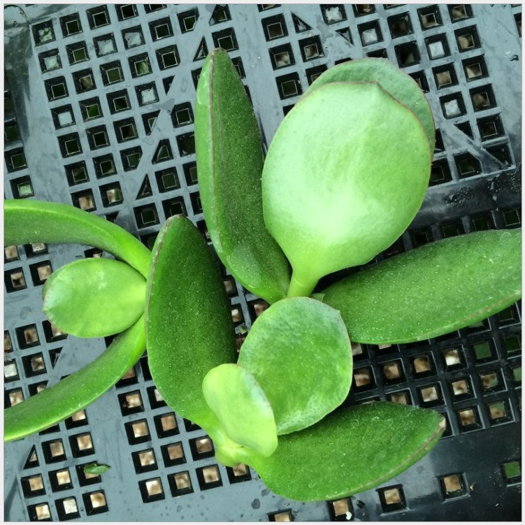 玉樹 燕子掌多肉植物砍頭苗 多肉種苗 批發 自産自銷