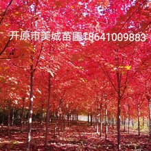 遼寧耐寒美國紅楓 秋火焰1-15公分精品樹形 顏色鮮艷