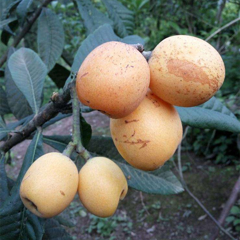 枇杷嫁接苗枇杷盆栽树苗南北方庭院地栽果树苗琵琶苗当年结果 阿里巴巴