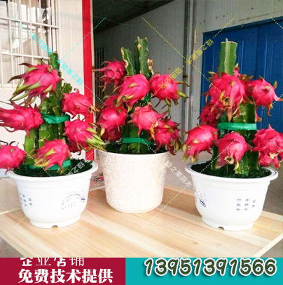 红心火龙果苗盆栽种植室内红肉黄色麒麟南方北方种植|ru