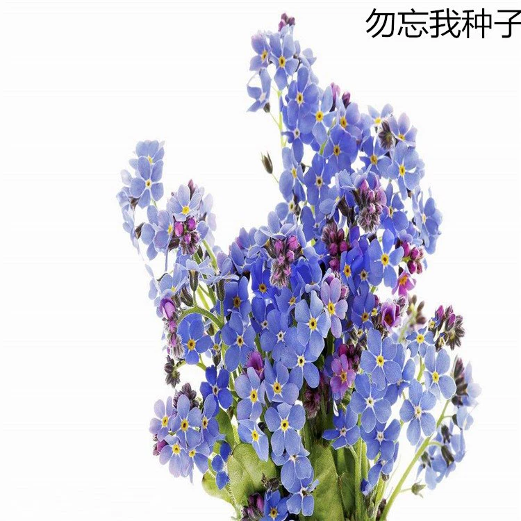 Массовая Forget-Me-Not Семена Звездный цветок Синий Forget-Me-Not Улучшенный срезанный цветок Forget-Me-Not Семена Комнатное растение