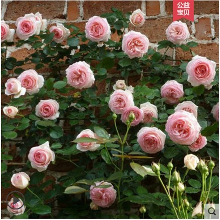 Восхождение Виноградная лоза Роза Цветок рассады Большой цветочный аромат Сад Восхождение Виноградное растение Цветочный горшок Балкон Четыре сезона Цветущая Роза