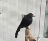 Number 2 red eyes