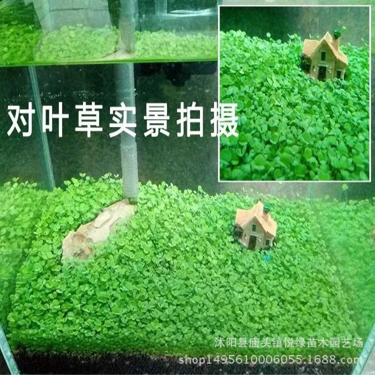 Оптовая аквариум семена водной травы мини-пара листьев травы воловья трава карлик жемчуг озеленение красивые водные растения