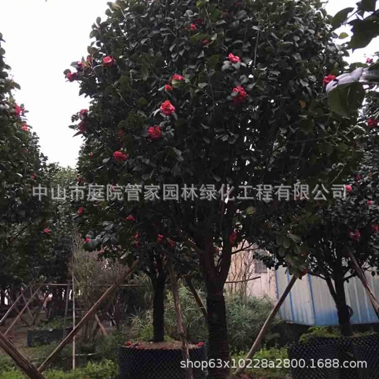 基地直销 四季桂 桂花 金桂 茶花 山茶 造型 多规格 绿化苗木报价