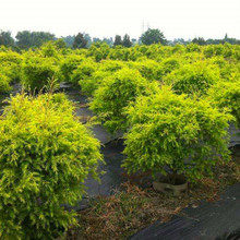 ����ǧ�ӽ��S��������@�־G��ͥԺ�@��ֲ�ﾰ�^�G��