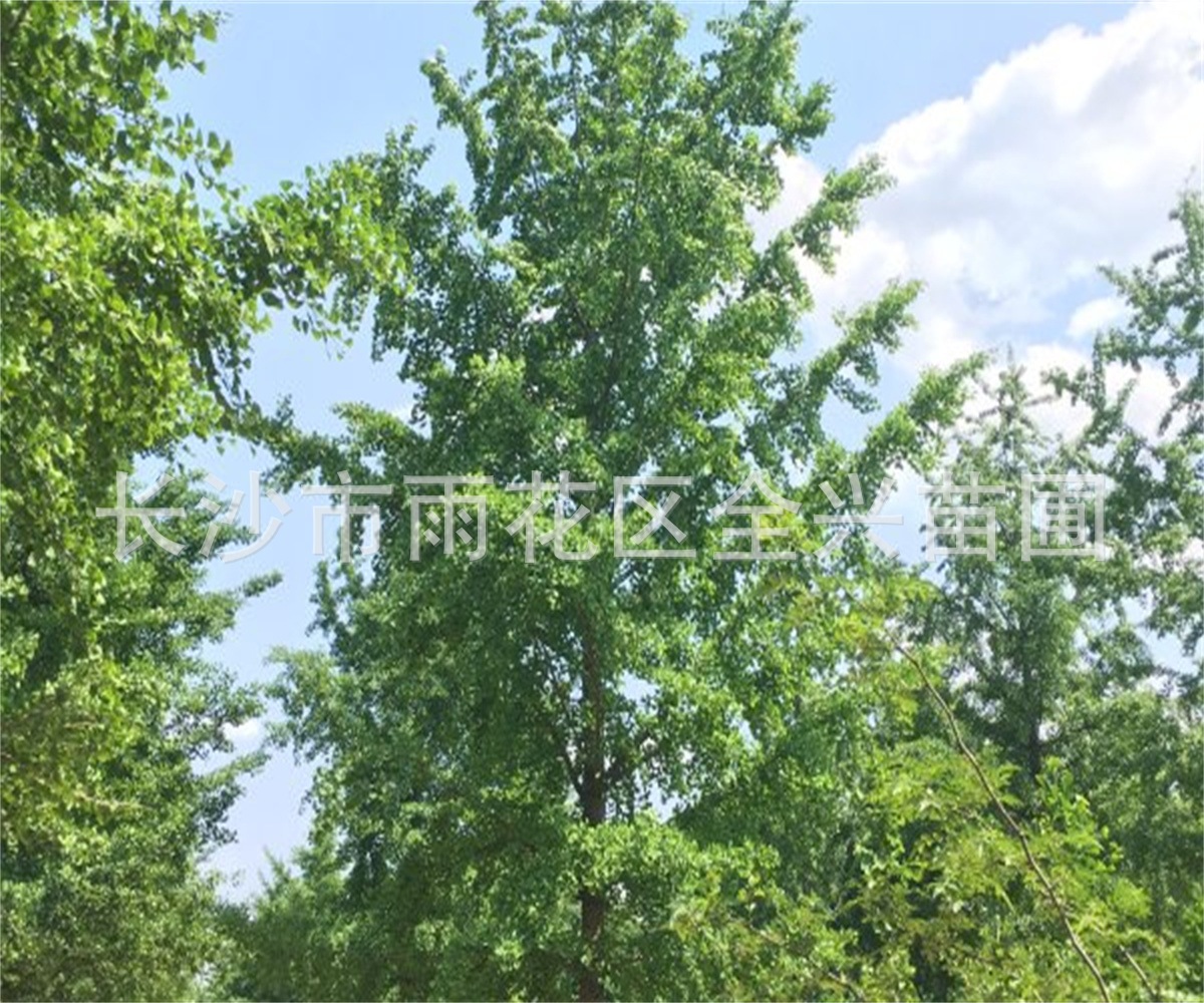 mmexport1533088278176