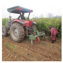 出售0.5公分红油香椿苗 基地现挖现卖红香椿树 山东香椿树价格