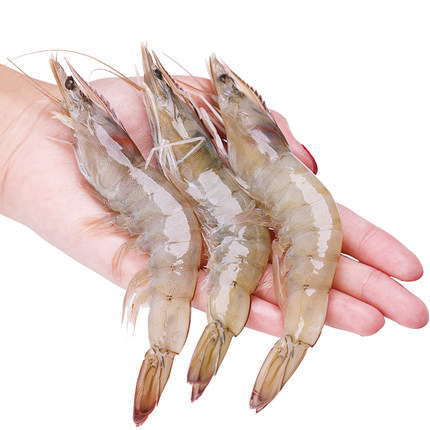 【海之林】白虾大虾对虾 广州冷冻海鲜冷冻食品批发 水冻白虾|ru