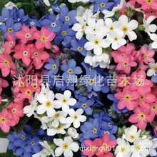 蓝色勿忘我种子勿忘草 开花易种草籽 室内庭院阳台盆栽花卉