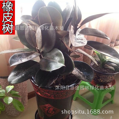 盆栽植物黑金刚橡皮树大叶四季常青绿植室内花盆阳台除臭吸甲醛