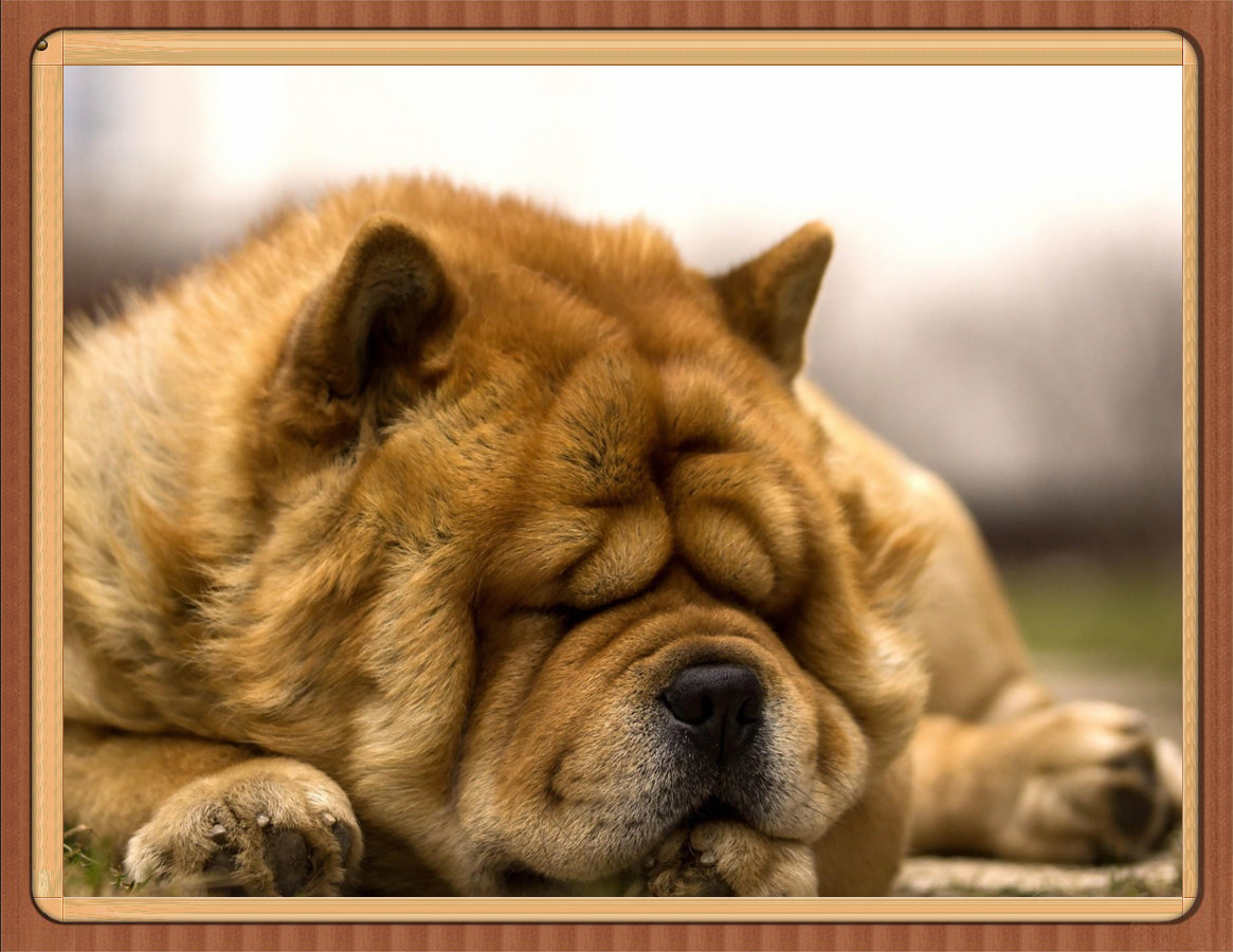 DW1651 沙皮狗 2025.jpg