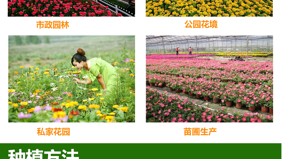 花种详情6_03