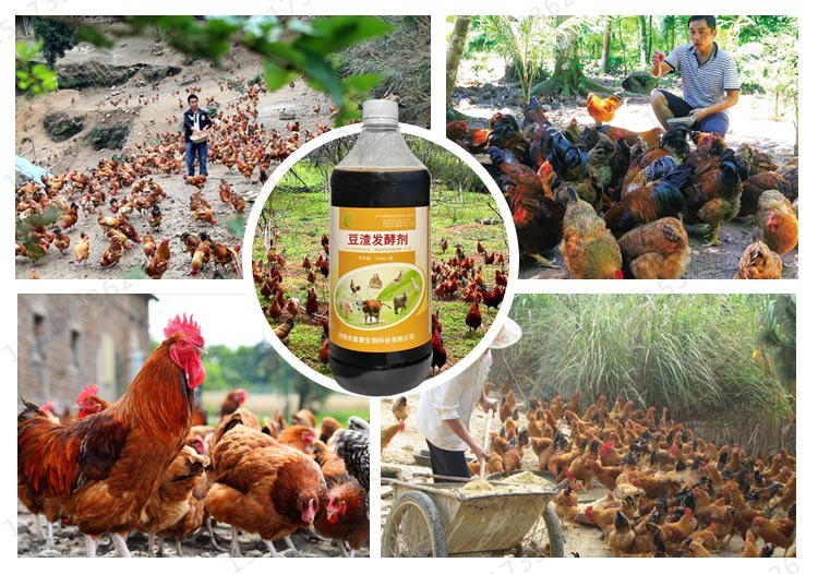发酵豆渣喂鸡案例