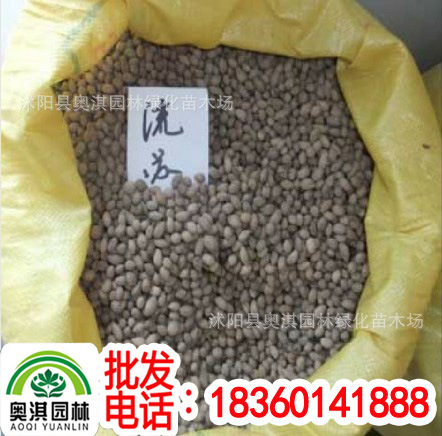 供应流苏树种子流苏树苗流苏嫁接桂花油根子价格流苏价格咨询 阿里巴巴