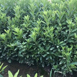 ���l���N���� �ļ�����ӳɽ�tͥԺ���̾G����ľҎ���Rȫ ����ֱ�N