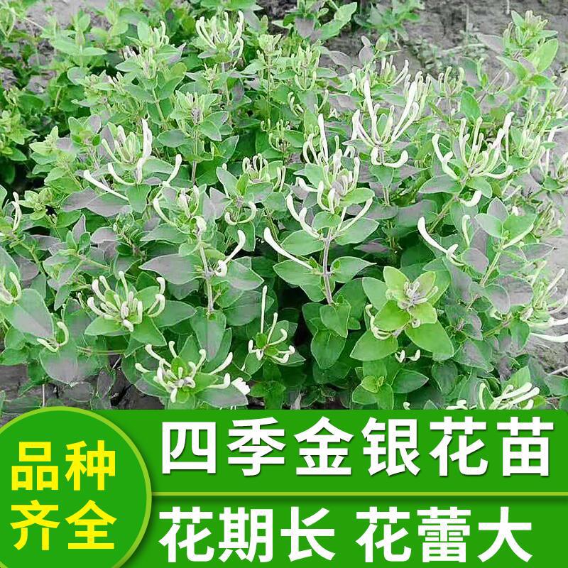 厂家批发 金银花苗 四季金银花苗 多品种小苗可药用 地栽金银花苗