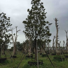 ֱN m m ô Vm Ҏ ͥԺ  ̈r