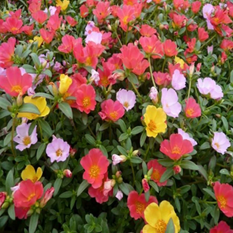 [Dragon Horticulture] Портулак Семена Балкон Ландшафтное озеленение Ростки Высокий сорт Полное и большое количество Отлично