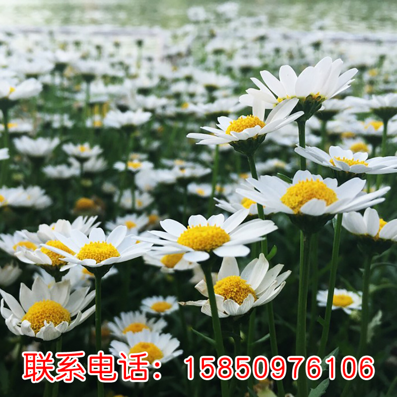 大滨菊种子园林景观庭院花卉种子多年生花种子公斤批发|ms