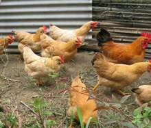 零售农家散养，湘黄土鸡成品鸡，黑土黄土红瑶成品鸡，肉质鲜美