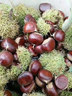 山东产地直发蒙山板栗香甜粉糯糖炒栗子专用板栗新鲜板栗批发油栗|ms