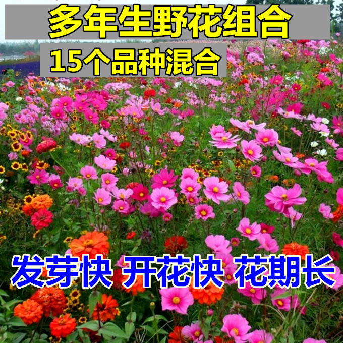 野花组合四季开花不断波斯菊百日草易种易活庭院室外四季播种|ms