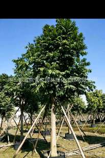 ����ֱ�N ���}�� �䲤�} ��ʯ�� ʯ�� ��ʯ�� ���� ���� �G����r