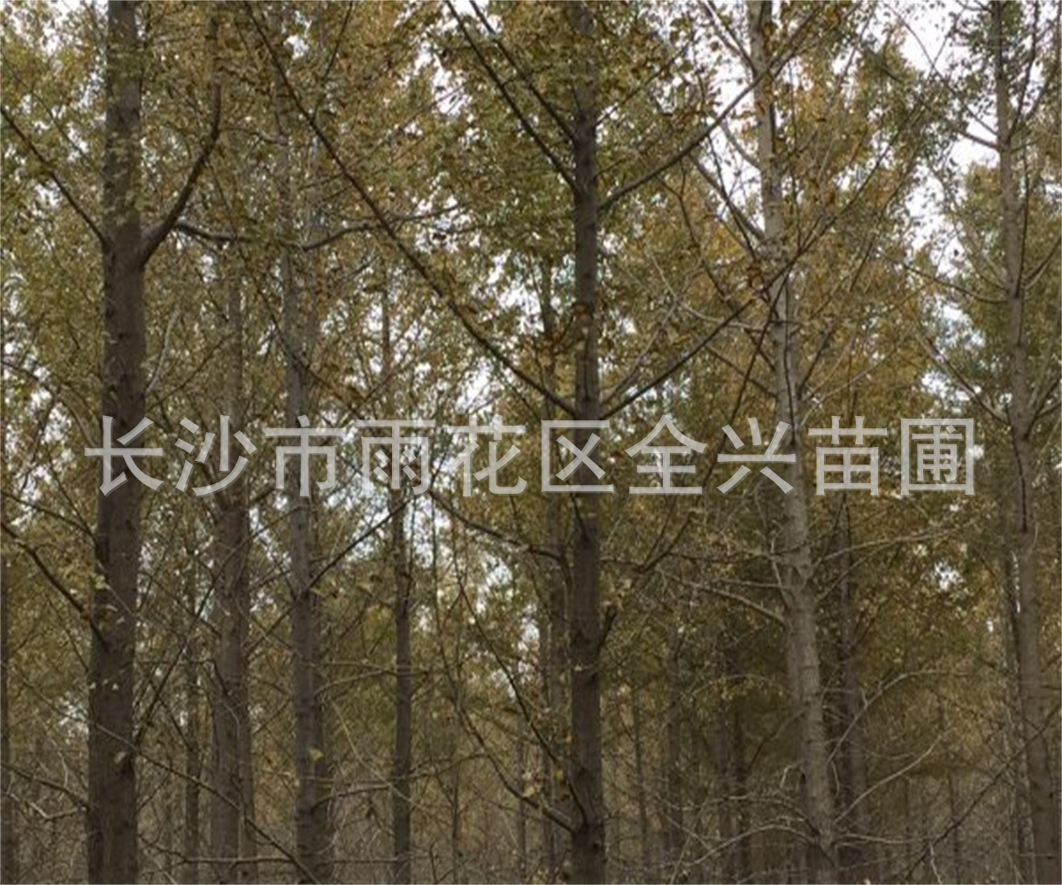 mmexport1533088417318