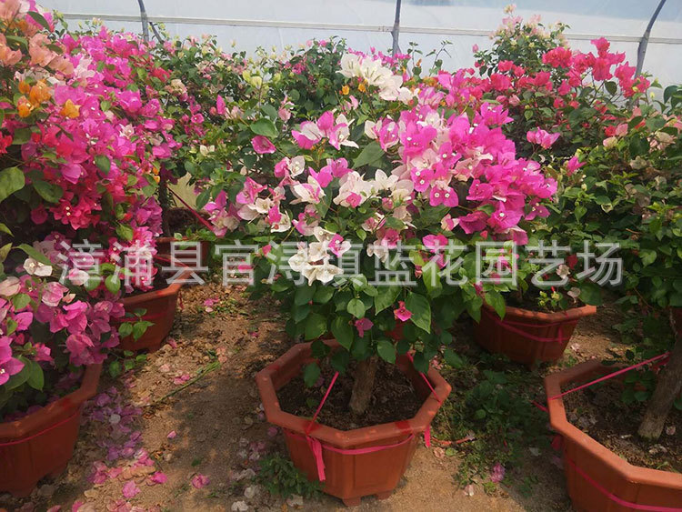 多花三角梅,价格380元 (4).jpg