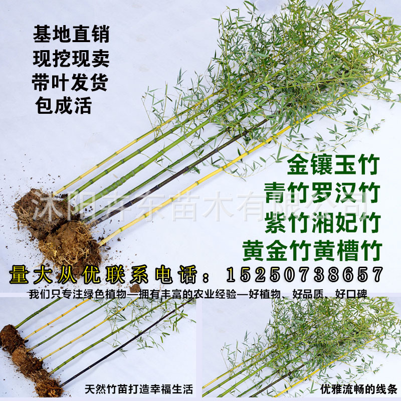 Black bamboo seedlings Bamboo seedlings Jin Xiang Yu Zhumiao Lohan bamboo courtyard balcony Wall Bamboo Evergreen