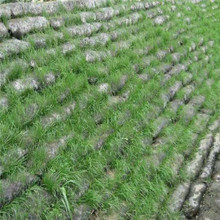 ��G�ӵ������G���o�����B�� ɽ�w���B�ޏ�ֲ�ݎ� ��������