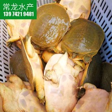 【1-6斤】黃甲魚長期批發私聊 一只順豐王八中華老鱉塘魚腳魚水魚