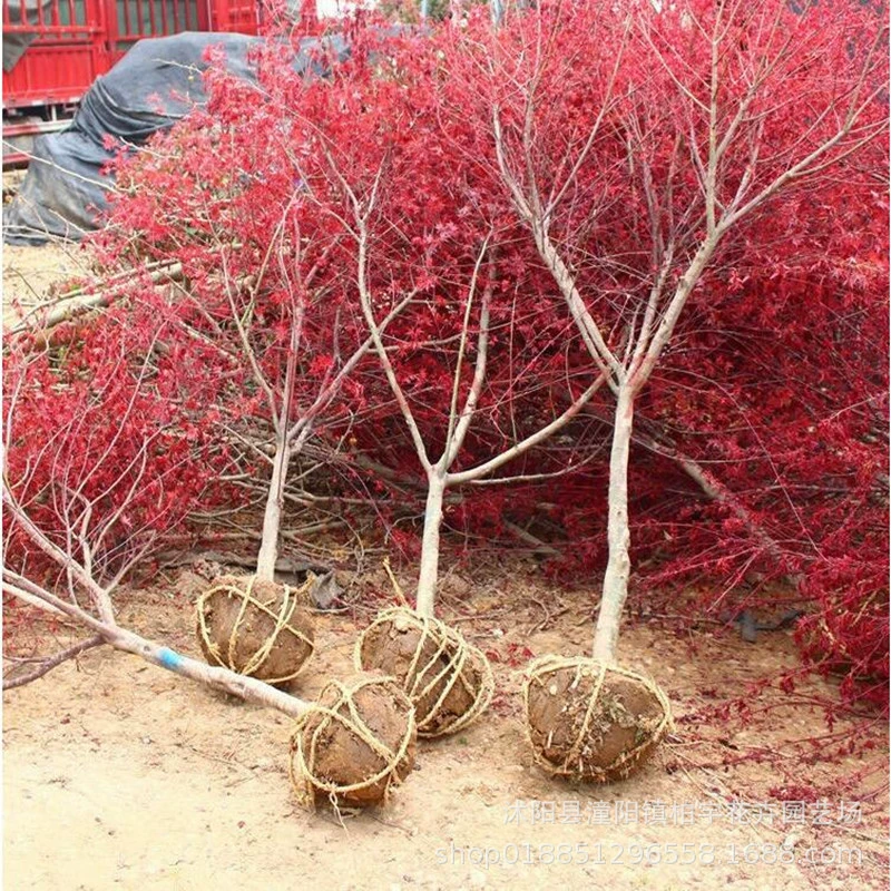 Рассада Красного клена Япония красный клен красная танцовщица рассада двор вилла зеленая рассада американский красный клен рассада четыре сезона красный клен рассада