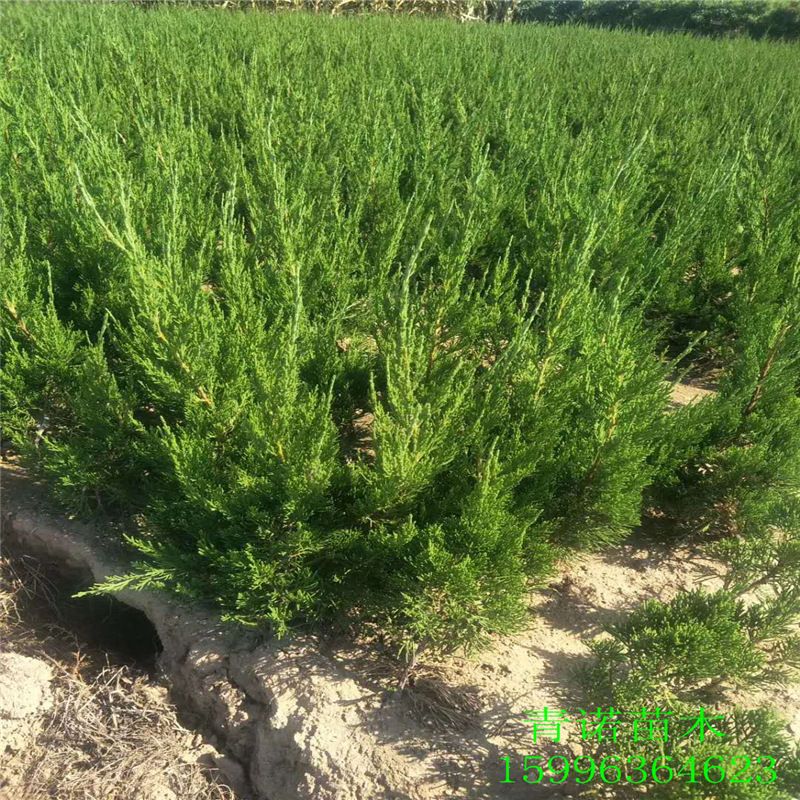 大量批发出售龙柏 龙柏苗 长期供应多种规格风景绿化龙柏