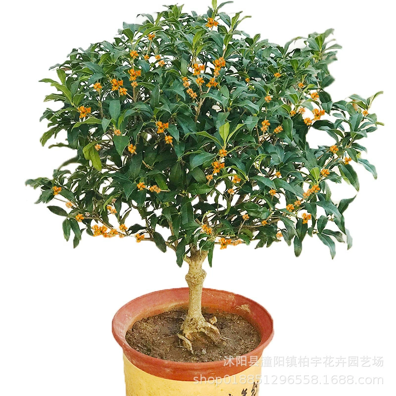 Прививка саженцами деревьев османтуса в помещении четырехсезонный османтус бонсай цветы золотистый османтус ароматные комнатные садовые растения с цветами